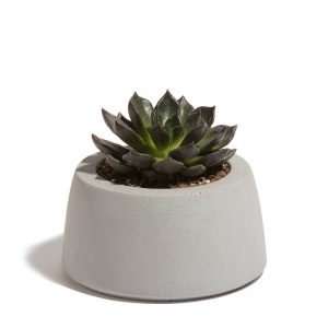 Maceta Kona