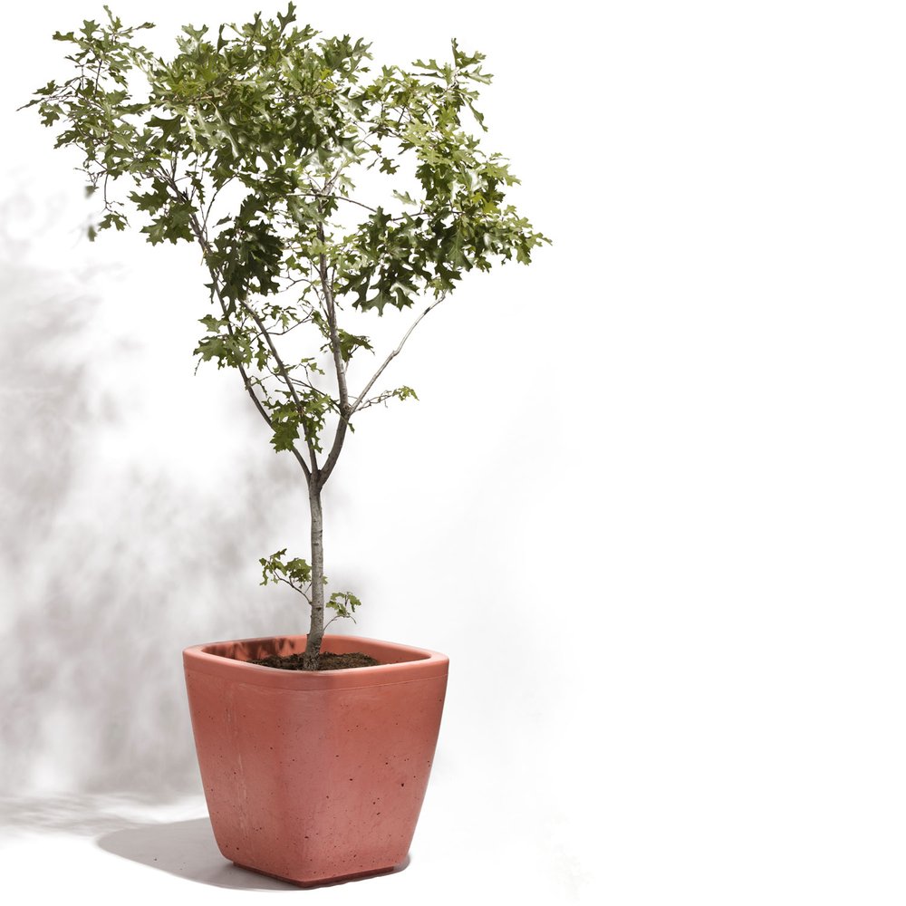 Maceta Terral - Image 3